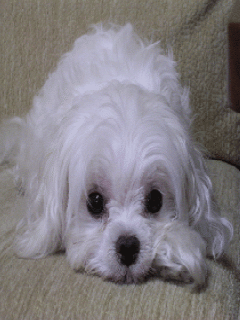 Animal Screensavers 0093